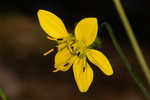 Kidneyleaf rosinweed